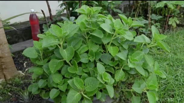 Vihreät lehdet plectranthus amboinicus kasvi - Materiaali, video