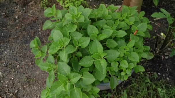 green leafly plectranthus amboinicus plant - Footage, Video