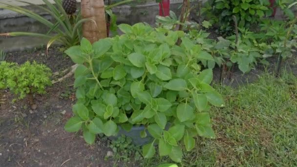 yeşil yapraklı plectranthus amboinicus bitkisi - Video, Çekim