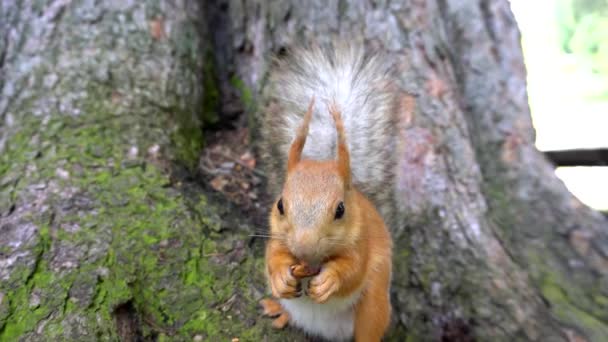 Een rode eekhoorn met een pluizige staart knabbelt aan een noot. - Video