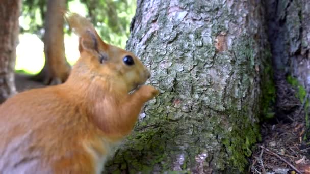 Een rode eekhoorn met een pluizige staart knabbelt aan een noot. - Video