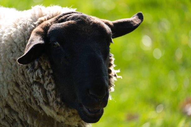 Nahaufnahme eines Schafes mit schwarzem Kopf und weißem Körper auf einer Wiese - Foto, Bild
