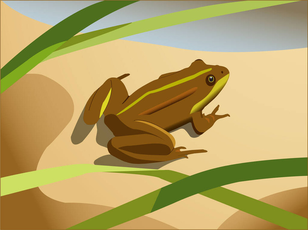 Kahverengi bir kurbağa mayıs ayında suyun yanındaki sarı kumda oturuyor. - Vektör, Görsel