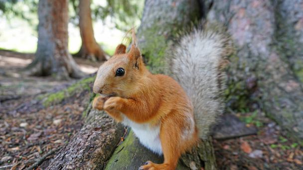 Ein rotes Eichhörnchen mit einem flauschigen Schwanz knabbert eine Nuss. - Foto, Bild