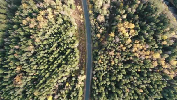 Carros dirigem ao longo da estrada através da floresta selvagem com rio curvo - Filmagem, Vídeo