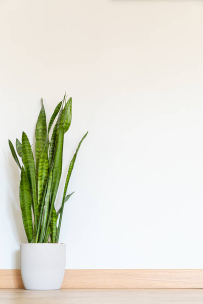 Plant on the floor mockup. beautiful trendy plant in the house on the floor - Photo, Image