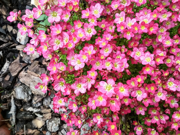 Many little pink flowers saxifraga background. Saxifraga pink little flowers background. Purple flowers background - Photo, image