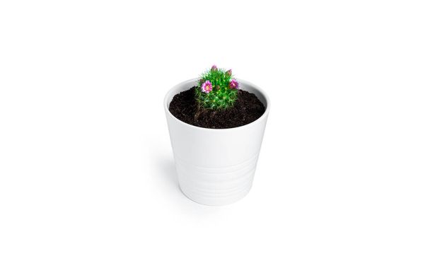 Kaktus s květinami v bílém hrnci izolované na bílém pozadí. Kvetoucí kaktus. - Fotografie, Obrázek