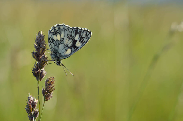 gemarmerd wit, zwart-wit vlinder in het wild, op aplant, close-up, macro, gesloten vleugels, naturel achtergrond. - Foto, afbeelding