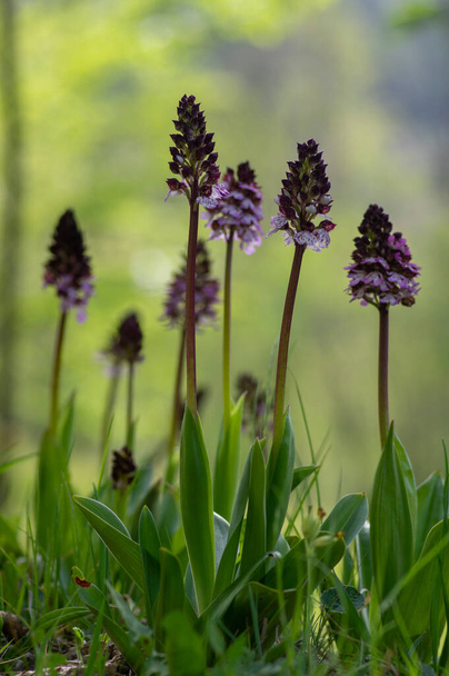 Orchidée de dame Orchis purpurea floraison plantes protégées, fleurs blanches pourpres abondantes en fleurs sur tige verte haute aussi avec des bourgeons - Photo, image