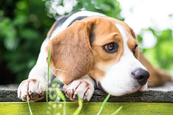 pes Beagle - Fotografie, Obrázek