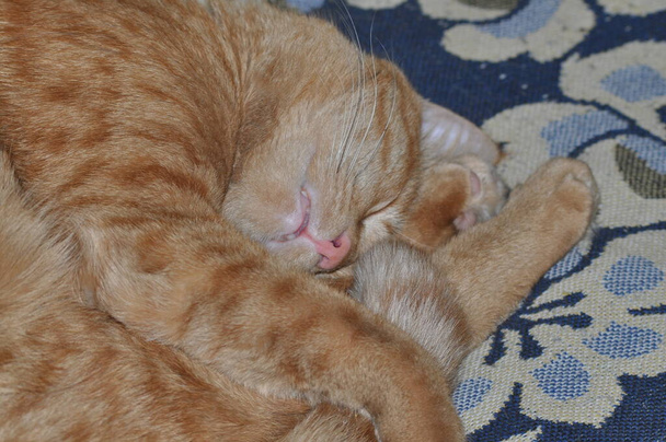 Красная кошка спит на кровати. Оранжевый кот отдыхает после обеда. Рыжий кот в спальне. Приёмное домашнее животное. Любимое домашнее животное, мечтающее в загородном доме. Оранжевый котенок на летних каникулах. Симпатичный котенок - Фото, изображение