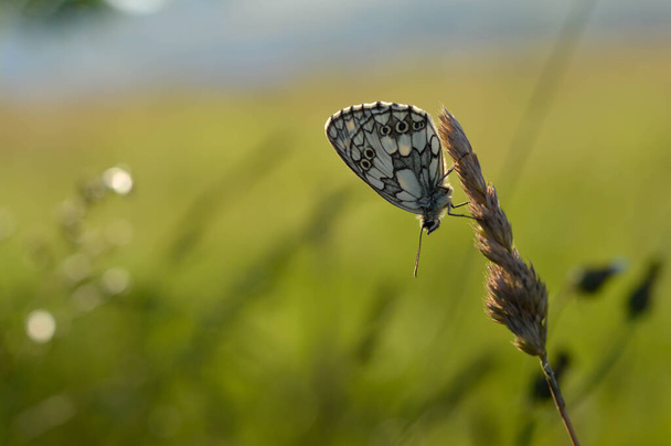 Mramorovaný bílý, černobílý motýl ve volné přírodě, na rostlině, zblízka, makro, uzavřená křídla, přírodní pozadí. - Fotografie, Obrázek