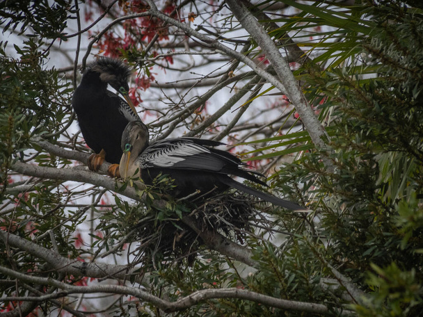 Прекрасная птица Анхинга строит гнездо - Фото, изображение