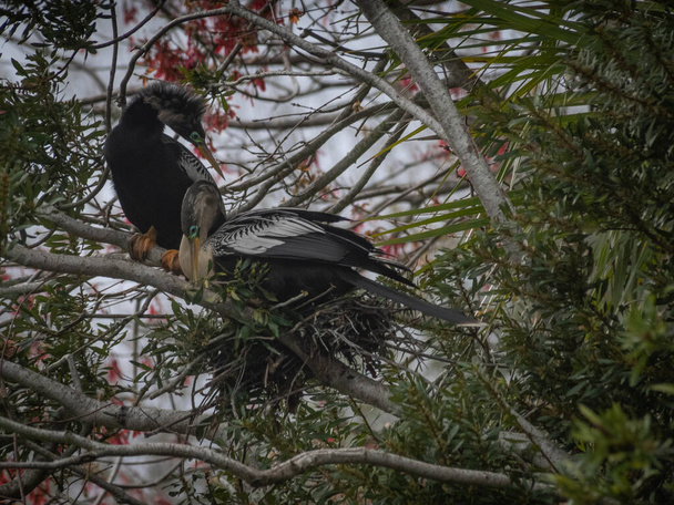 Прекрасная птица Анхинга строит гнездо - Фото, изображение