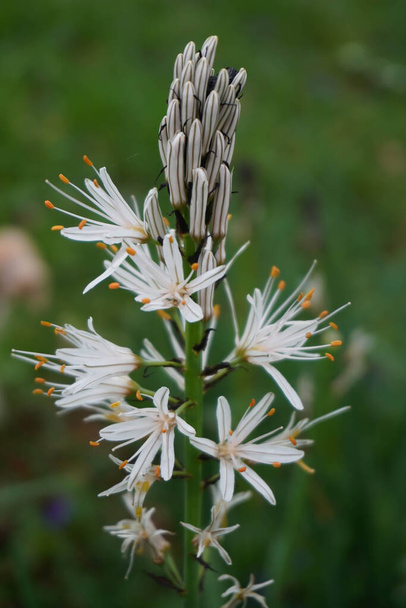 Kukkia Asphodelus pellolla vihreä tausta - Valokuva, kuva