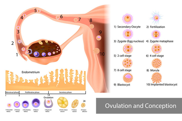 Ovulación e Implantación de Concepción. Fertilización y desarrollo de un embrión humano - Vector, Imagen