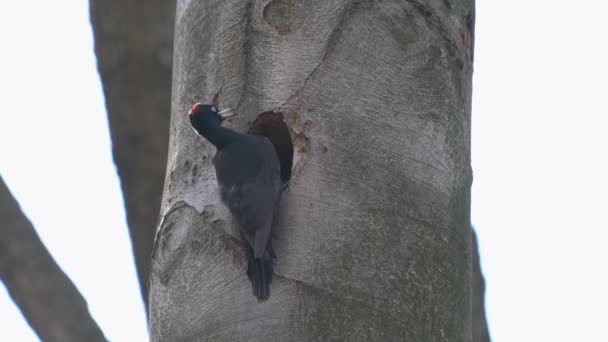 Pájaro carpintero negro junto al nido dentro del árbol, cuidado, hembra (Dryocopus martius) - Metraje, vídeo