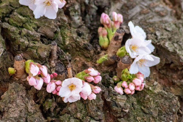 kaunis valkoinen kukat puun täydessä kukassa hehkua aamulla auringossa keväällä aikaa kevään tunteita, mutta myös allergisia reaktioita allergia siitepöly ja allergia kausi allergia hoitoon - Valokuva, kuva
