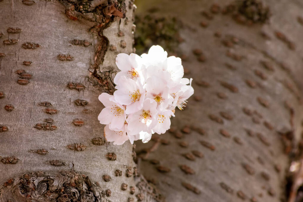 hermosas flores blancas de un árbol en pleno resplandor de la floración en el sol de la mañana en primavera para los sentimientos de primavera, sino también reacciones alérgicas del polen de alergia y la temporada de alergia para el tratamiento de la alergia - Foto, imagen