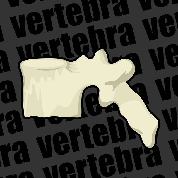 Image of a part of a human skeleton. Anatomical image. Human vertebra. Vector illustration. - Vector, Image