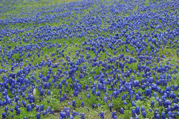 Bonnets bleus texans
 - Photo, image