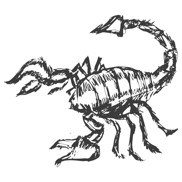 scorpion - Vector, afbeelding