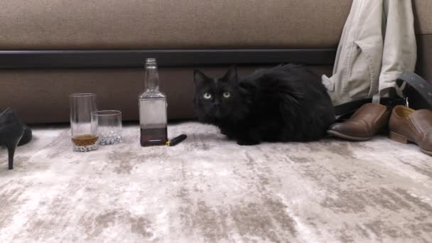 Fekete macska szippantja az alkoholt. Egy rémült macska sétál és szaglászik ismeretlen tárgyakon.. - Felvétel, videó
