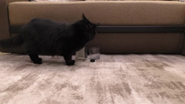 El gato doméstico negro huele alcohol. Un gato asustado camina y huele objetos desconocidos para él. - Metraje, vídeo