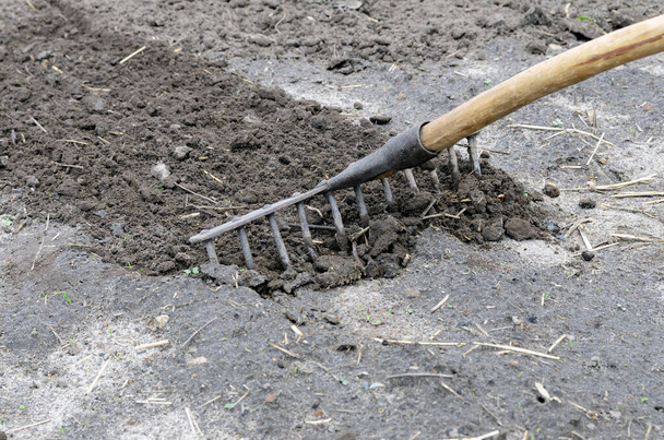 Lockerung des Bodens auf einem landwirtschaftlichen Feld mit einer Harke. Harkspuren auf dem Boden. Vorbereitung einer Parzelle für die Aussaat - Foto, Bild
