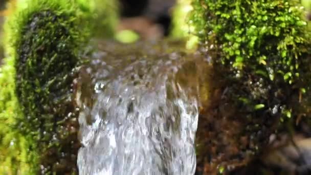 agua clara del manantial fluye a través del abrevadero. Fuente de agua del bosque. René cubierto de musgo verde - Metraje, vídeo