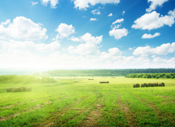 Sklizená tráva v rolích a perfektní slunečný den - Fotografie, Obrázek