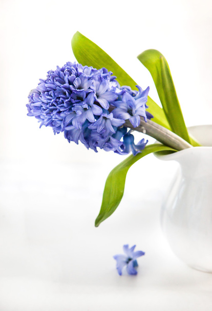 schöne blaue Hyazinthe - Foto, Bild