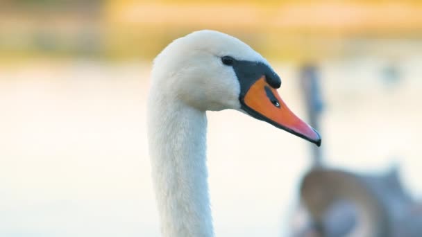 White beautiful swan swimming on lake water in summer. - Footage, Video