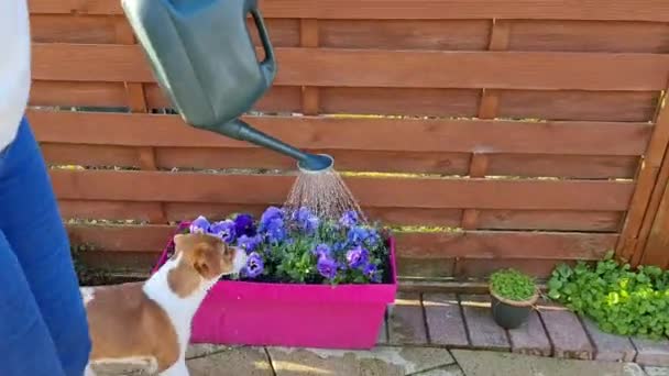 Jack Russell κουτάβι παίζει με το νερό που ρίχνει από ένα ποτιστήρι - Πλάνα, βίντεο