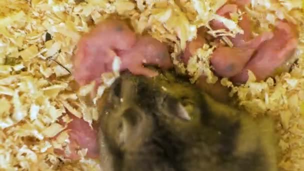 Primer plano de pequeñas ratas recién nacidas ciegas acostadas en aserrín de madera en el nido de mascotas. - Imágenes, Vídeo
