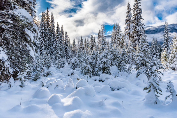 Verse sneeuw op altijdgroene bossen in Kootenay National Park, British Columbia, Canada - Foto, afbeelding