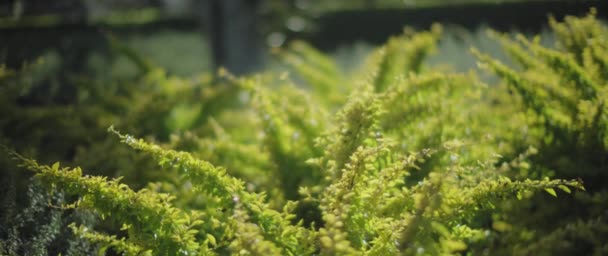 Cespugli verdi che crescono in giardino al tramonto - Filmati, video
