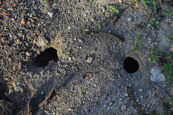 Βαθιές τρύπες φιδιών στο έδαφος - Φωτογραφία, εικόνα