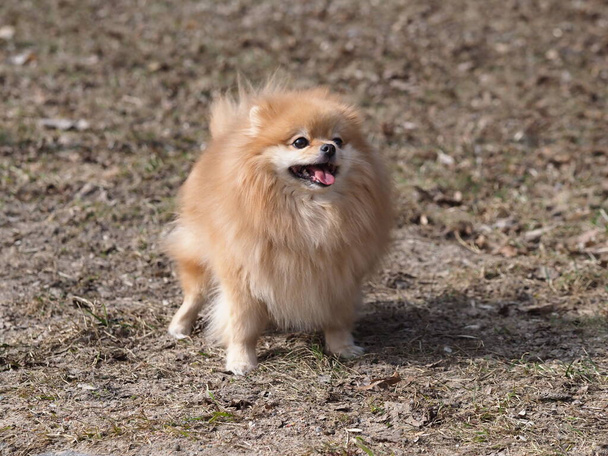 dog pomeranian spitz walking in the park - Foto, Imagem