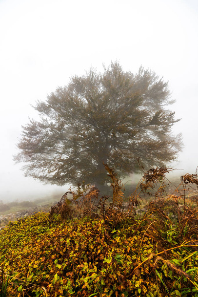 葉の秋は森の秋を彩る。スペイン、ビザレタの森、ゴルベア自然公園 - 写真・画像