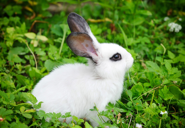 Bebé conejo blanco en la hierba
 - Foto, imagen
