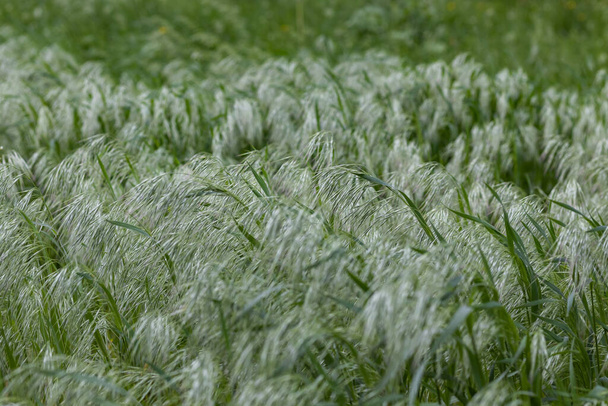 Пышная зеленая зрелая трава в тени. Высокая трава - Фото, изображение