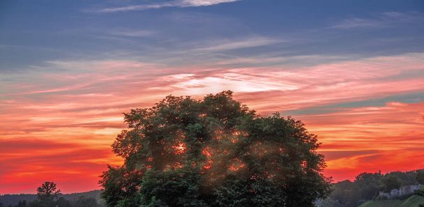 Красивый яркий закат над большим ветвистым деревом. Гродно. Беларусь.  - Фото, изображение