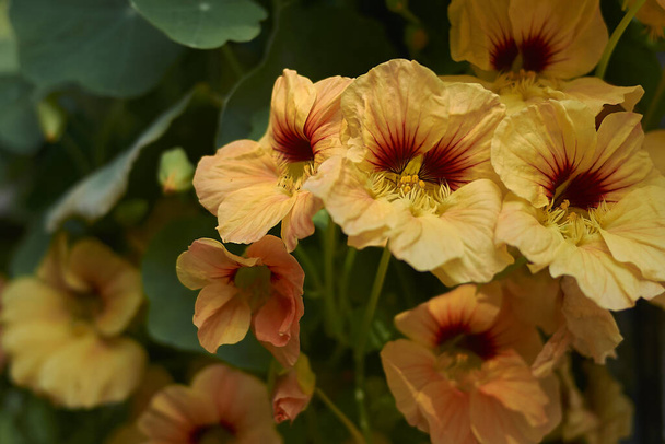 colorful flowers of Tropaeolum majus plant - Photo, Image