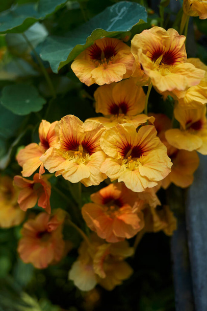 colorful flowers of Tropaeolum majus plant - Photo, Image