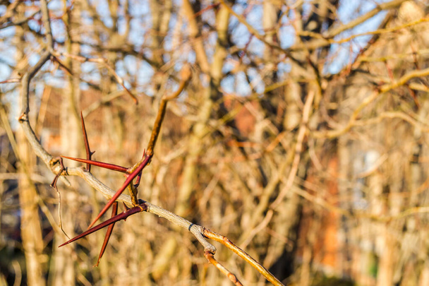 The spines on the branches of the local bushes - Photo, Image