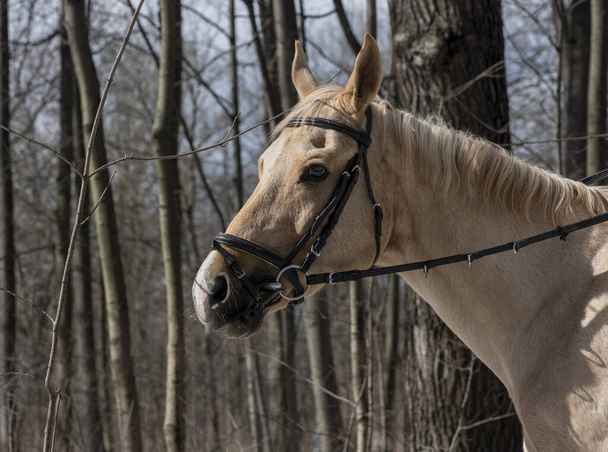 cavalo de terno marrom claro close-up no fundo da floresta - Foto, Imagem