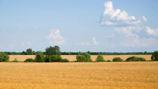Verschillende bomen te midden van een uitgestrekt veld van rijpe tarwe in de zomer. Landbouwgrond vóór het oogsten van graan. Schilderachtig landelijk landschap. pluizige witte wolken tegen de blauwe lucht. - Foto, afbeelding