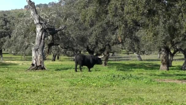 На пасовищах поблизу дуба з дерева дегези Андалусії (Іспанія) відбувається повільний рух іспанського бика. Великі чорні бики пасуться травою на луці в прекрасний день весняного дня - Кадри, відео